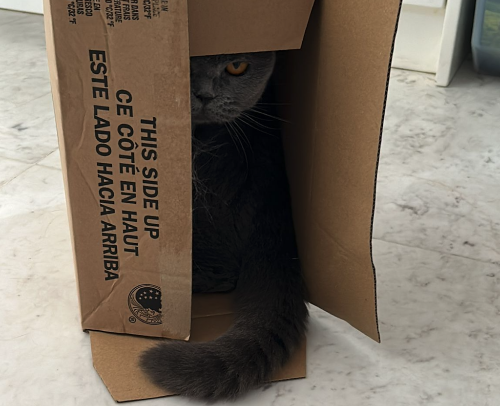 Rumi hides in a cardboard box