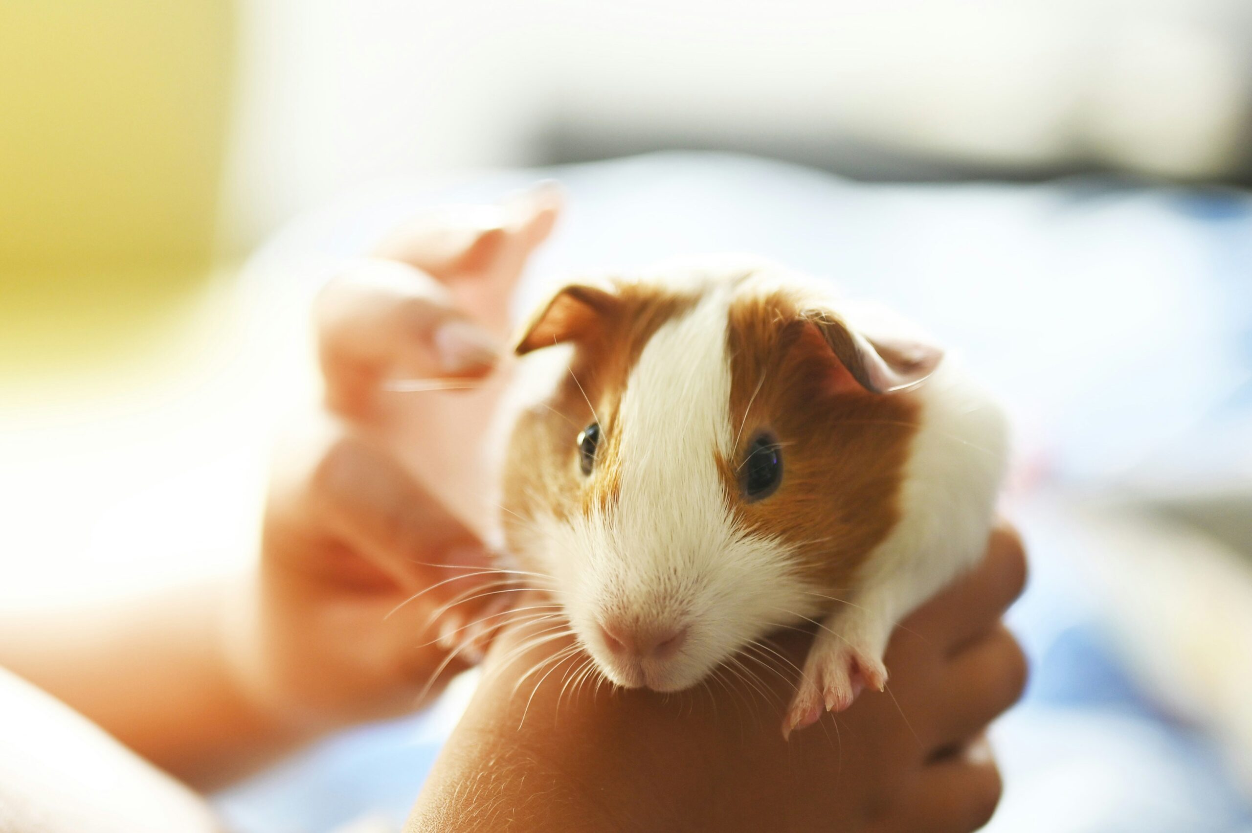 Asyura pawsums pet funeral for guinea pig